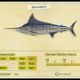 How to Catch Blue Marlin in Animal Crossing New Horizons