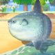 This guide will show you how to catch the Ocean Sunfish in Animal Crossing New Horizons. The Ocean Sunfish is one of the few fishes