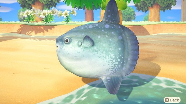 This guide will show you how to catch the Ocean Sunfish in Animal Crossing New Horizons. The Ocean Sunfish is one of the few fishes